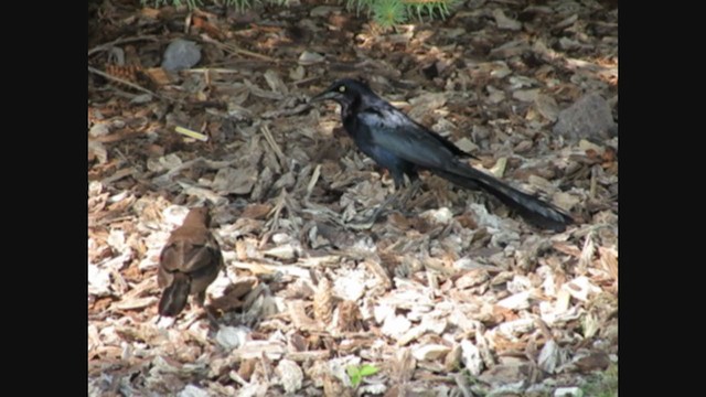 Common x Great-tailed Grackle (hybrid) - ML269137481