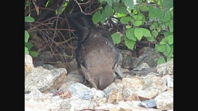 Common x Great-tailed Grackle (hybrid) - ML269142161