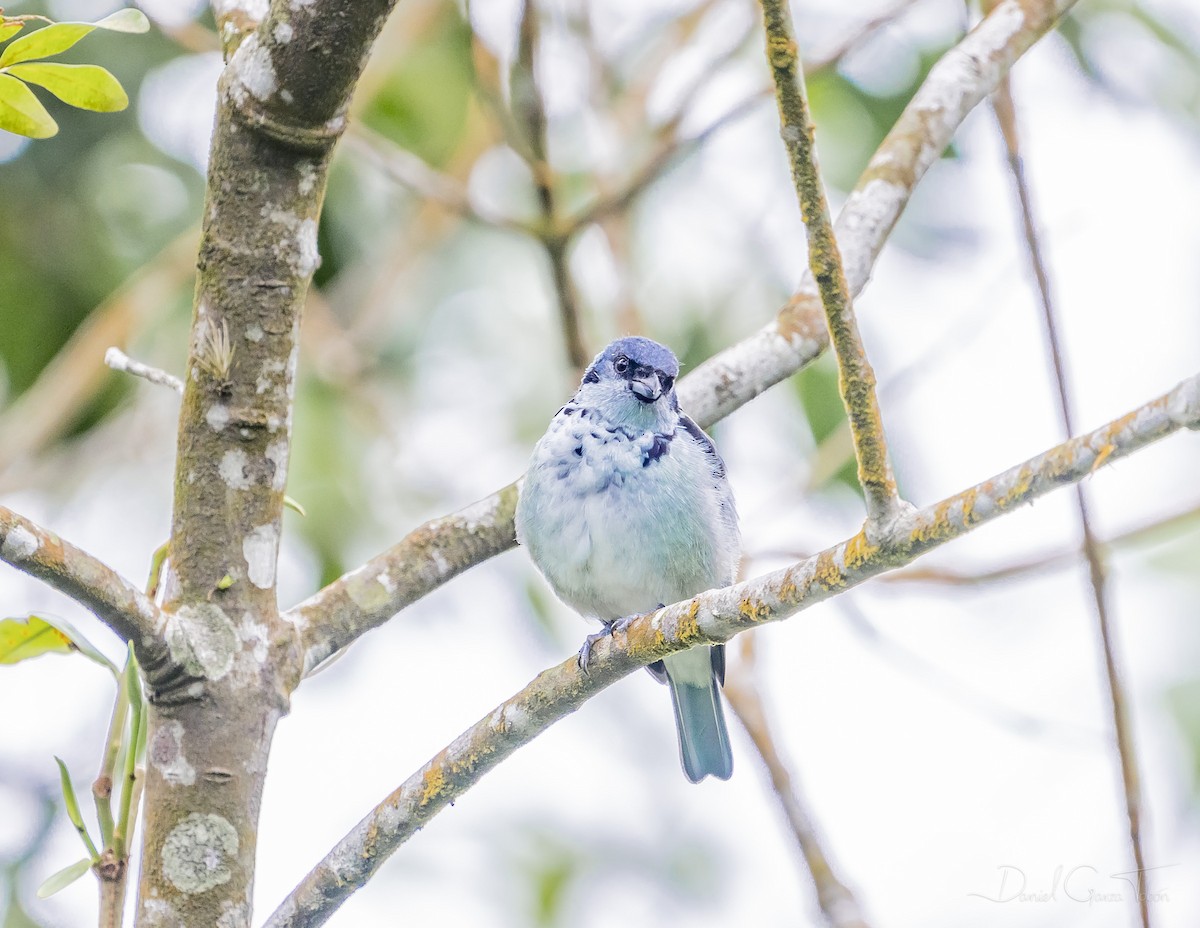 Azure-rumped Tanager - ML269144271