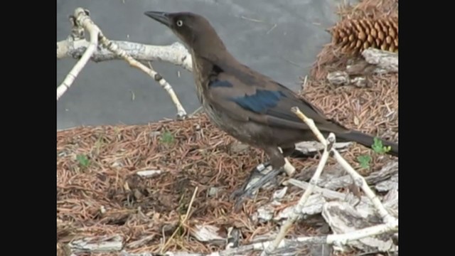 Common x Great-tailed Grackle (hybrid) - ML269146721