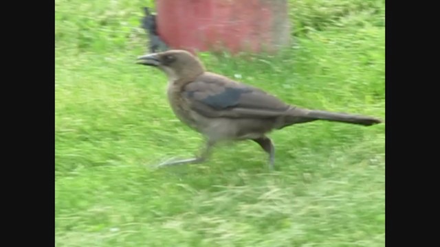 Common x Great-tailed Grackle (hybrid) - ML269146781