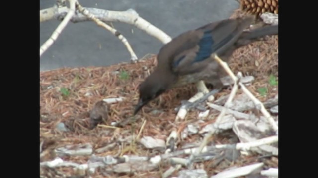 Common x Great-tailed Grackle (hybrid) - ML269146911