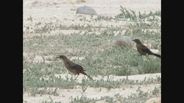 Common x Great-tailed Grackle (hybrid) - ML269146951