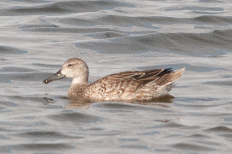 Blue-winged Teal - ML269150321