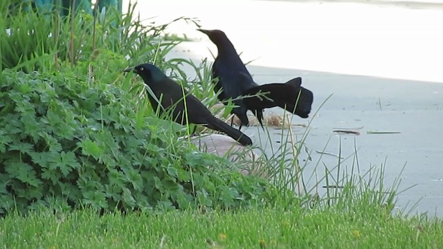 Great-tailed Grackle - ML269151761