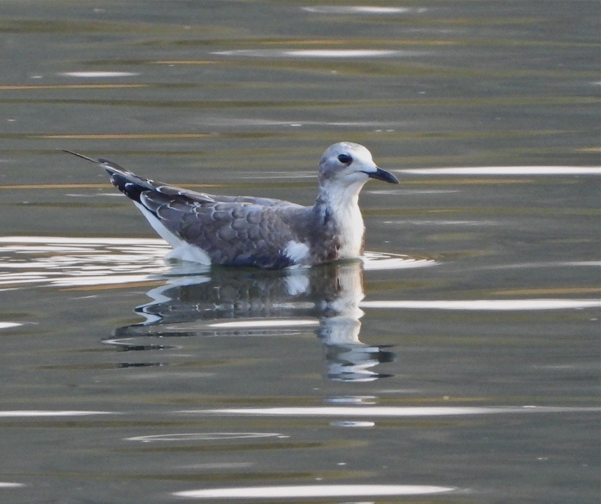 Sabine's Gull - Pair of Wing-Nuts