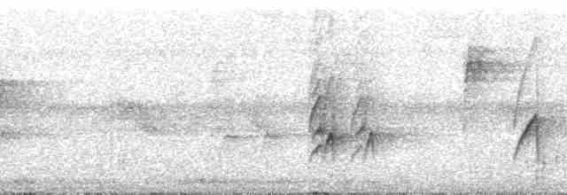 Тиран-крихітка темноголовий - ML269155