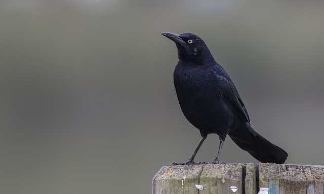 オナガクロムクドリモドキ Graysoni グループ Ebird