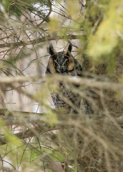 Long-eared Owl - ML26917501