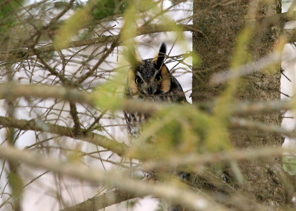 Long-eared Owl - Lori Widmann