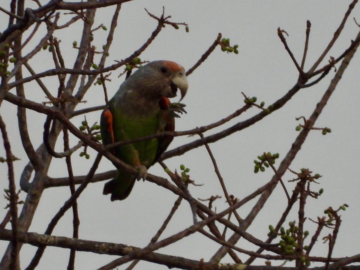 Brown-necked Parrot (Gray-headed) - GARY DOUGLAS