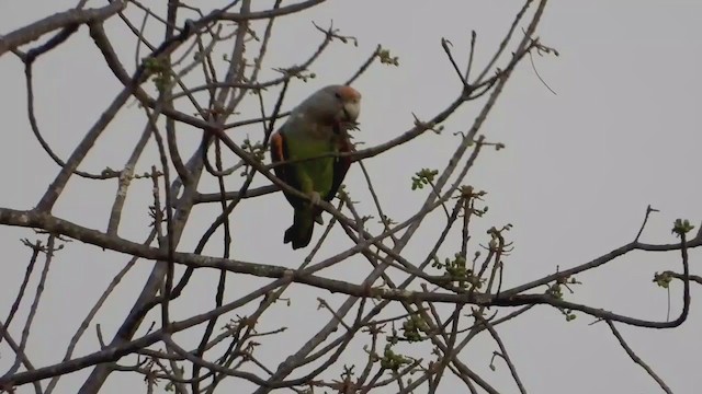 Brown-necked Parrot (Gray-headed) - ML269176771