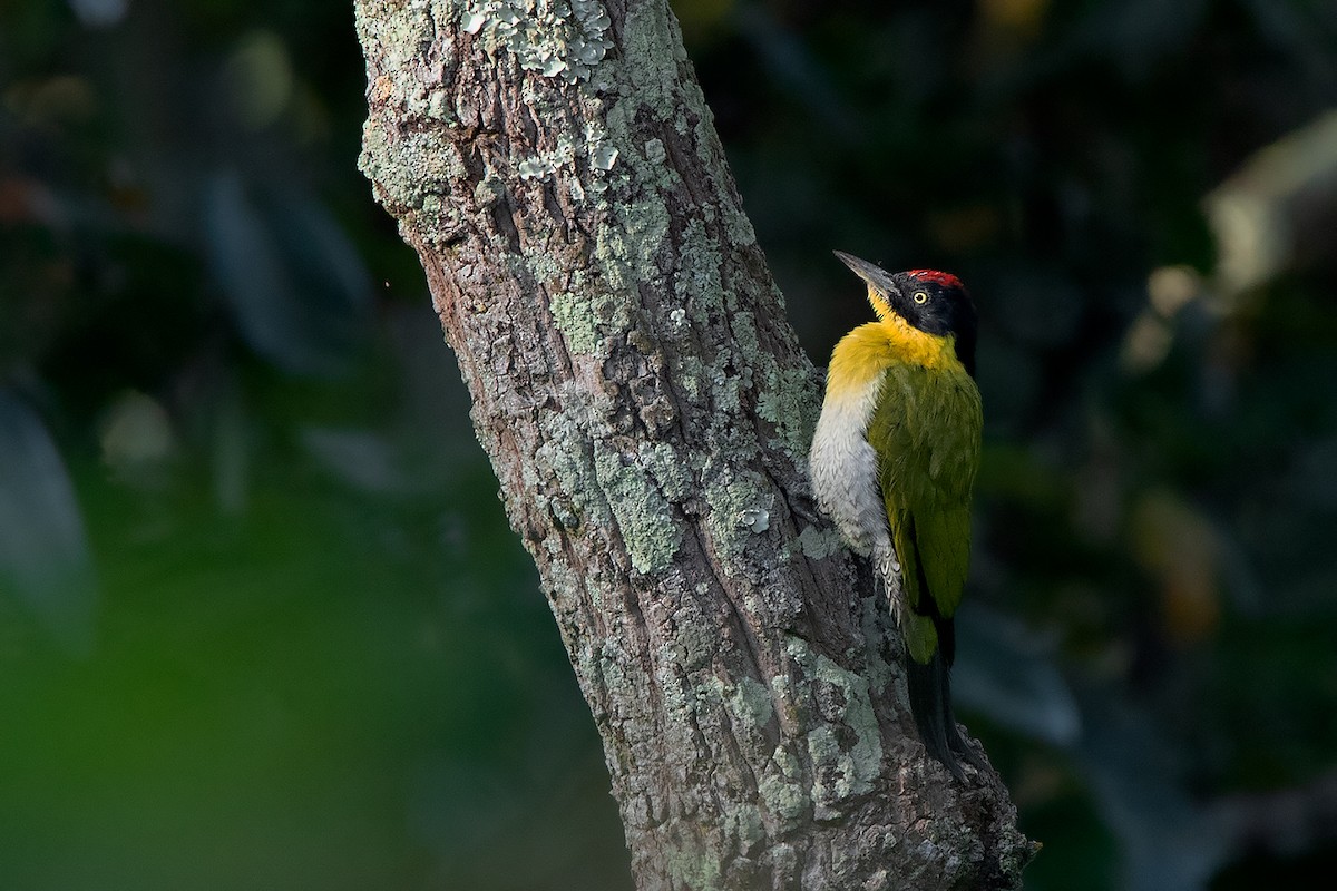 Black-headed Woodpecker - ML269179971