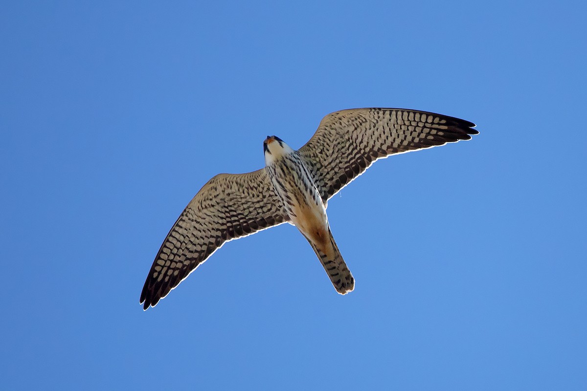 Amur Falcon - Ayuwat Jearwattanakanok