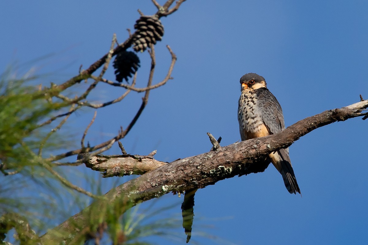 Amur Falcon - Ayuwat Jearwattanakanok