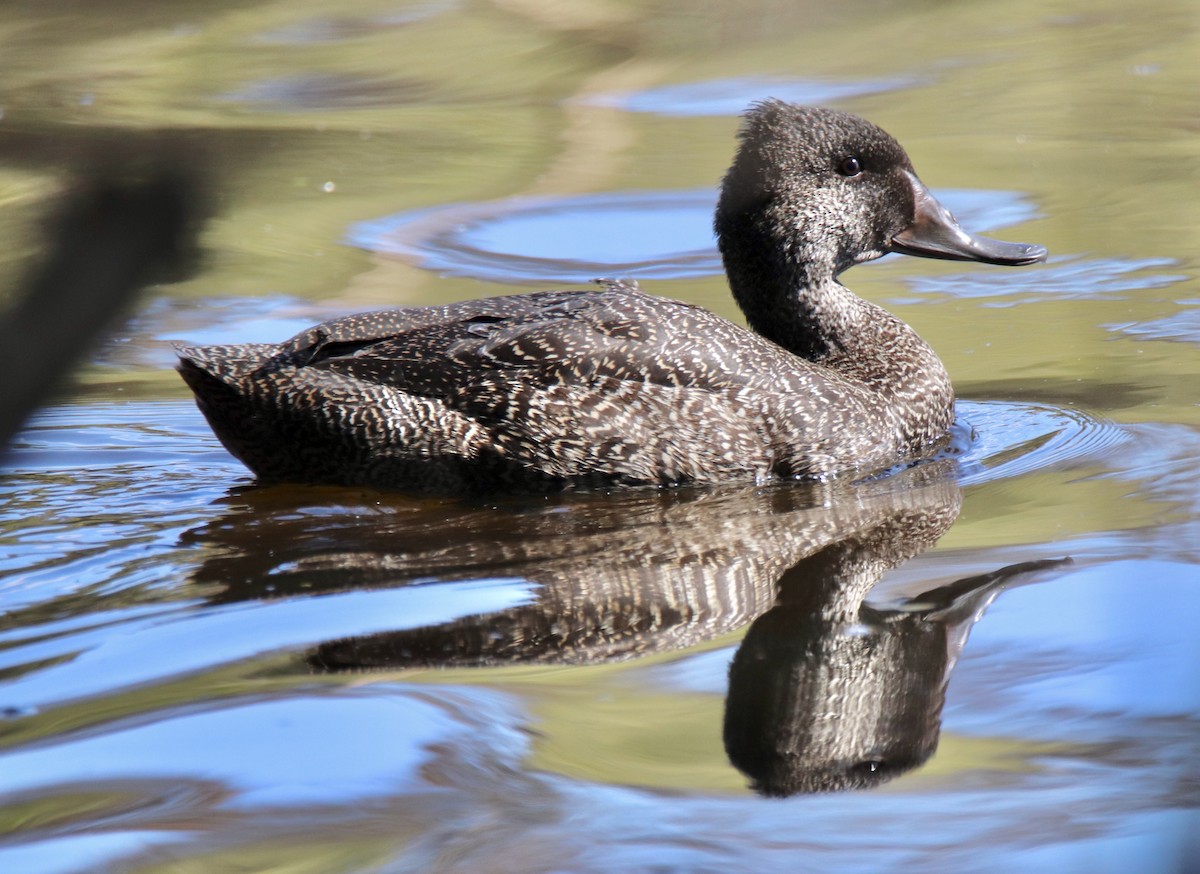 Freckled Duck - ML269181601