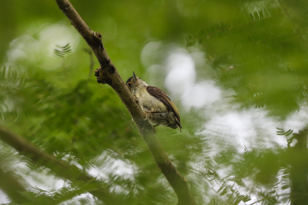 Plain-breasted Piculet - ML269186141