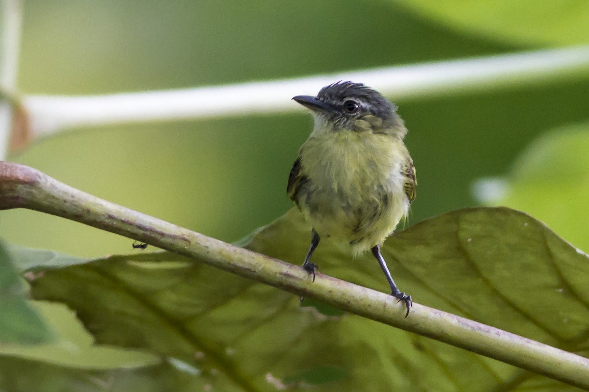 Yellow-margined Flatbill (obscuriceps) - ML269187741