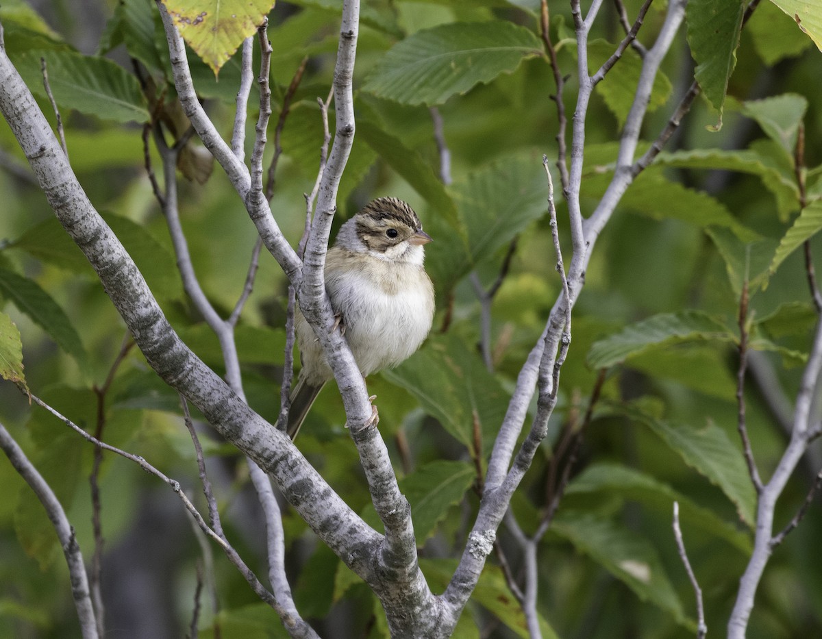 Clay-colored Sparrow - ML269188941