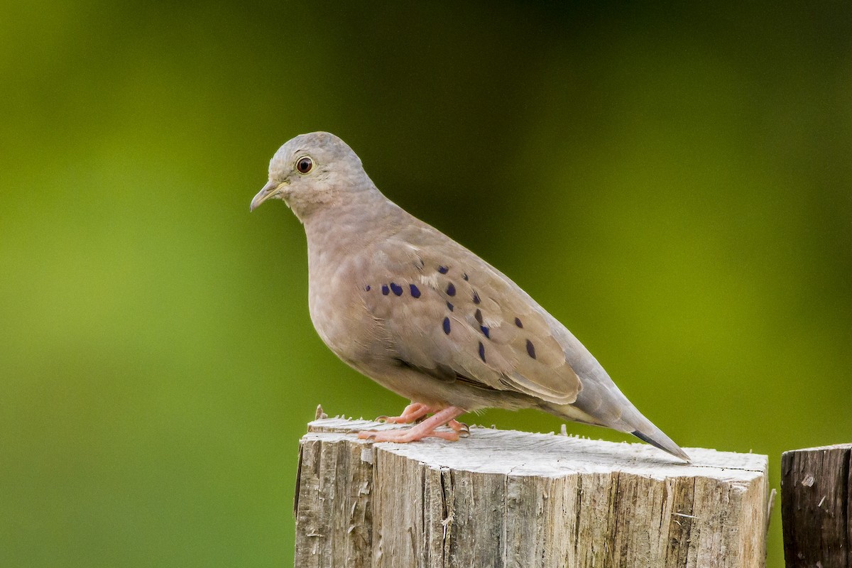 Plain-breasted Ground Dove - Carl Downing