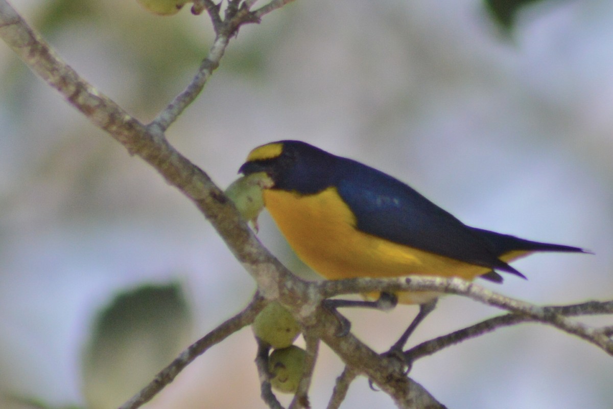 Yellow-throated Euphonia - Carlos Mancera (Tuxtla Birding Club)