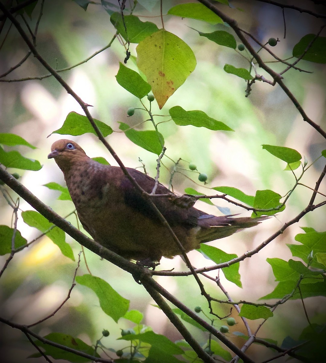 Little Cuckoo-Dove - ML269190501