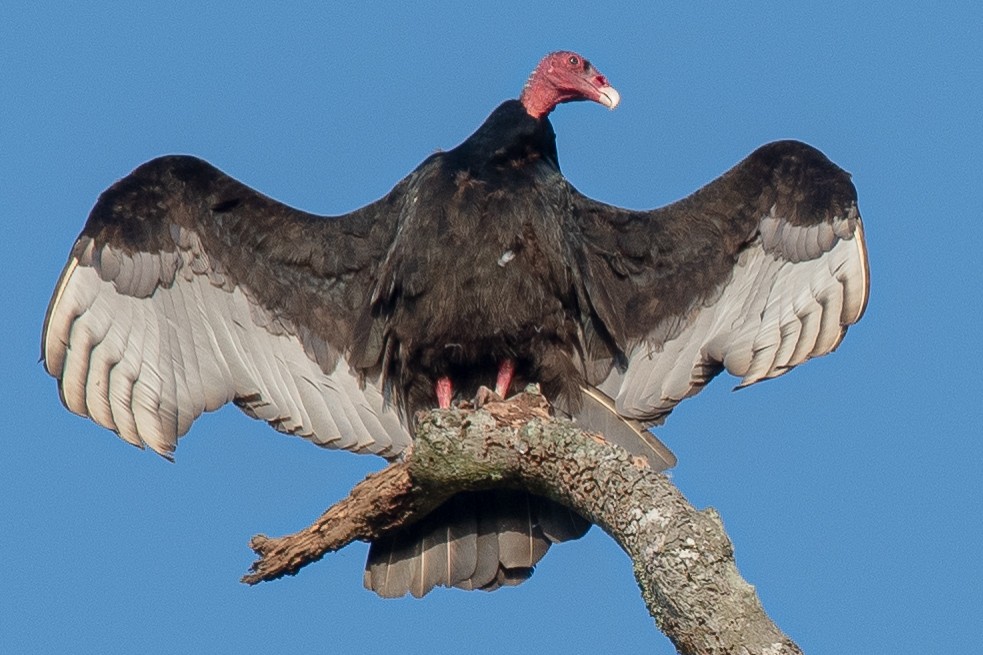 Turkey Vulture - Daniel Hinckley | samazul.com