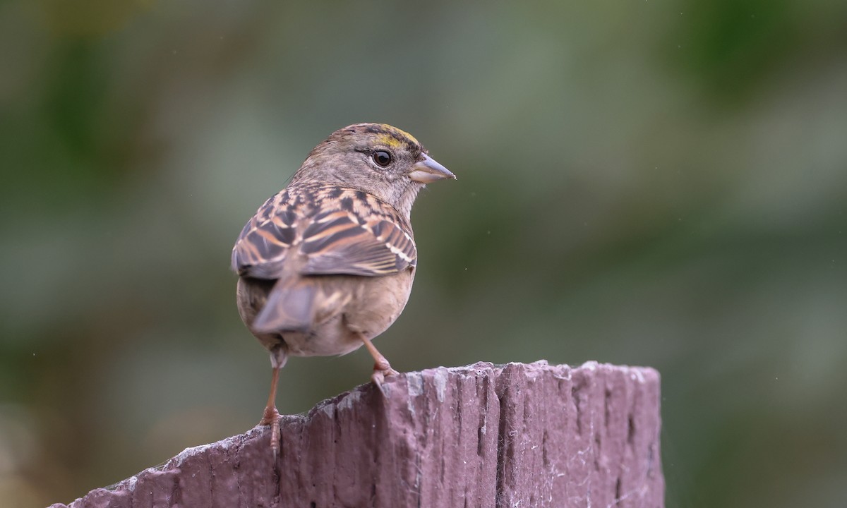 Golden-crowned Sparrow - ML269192361