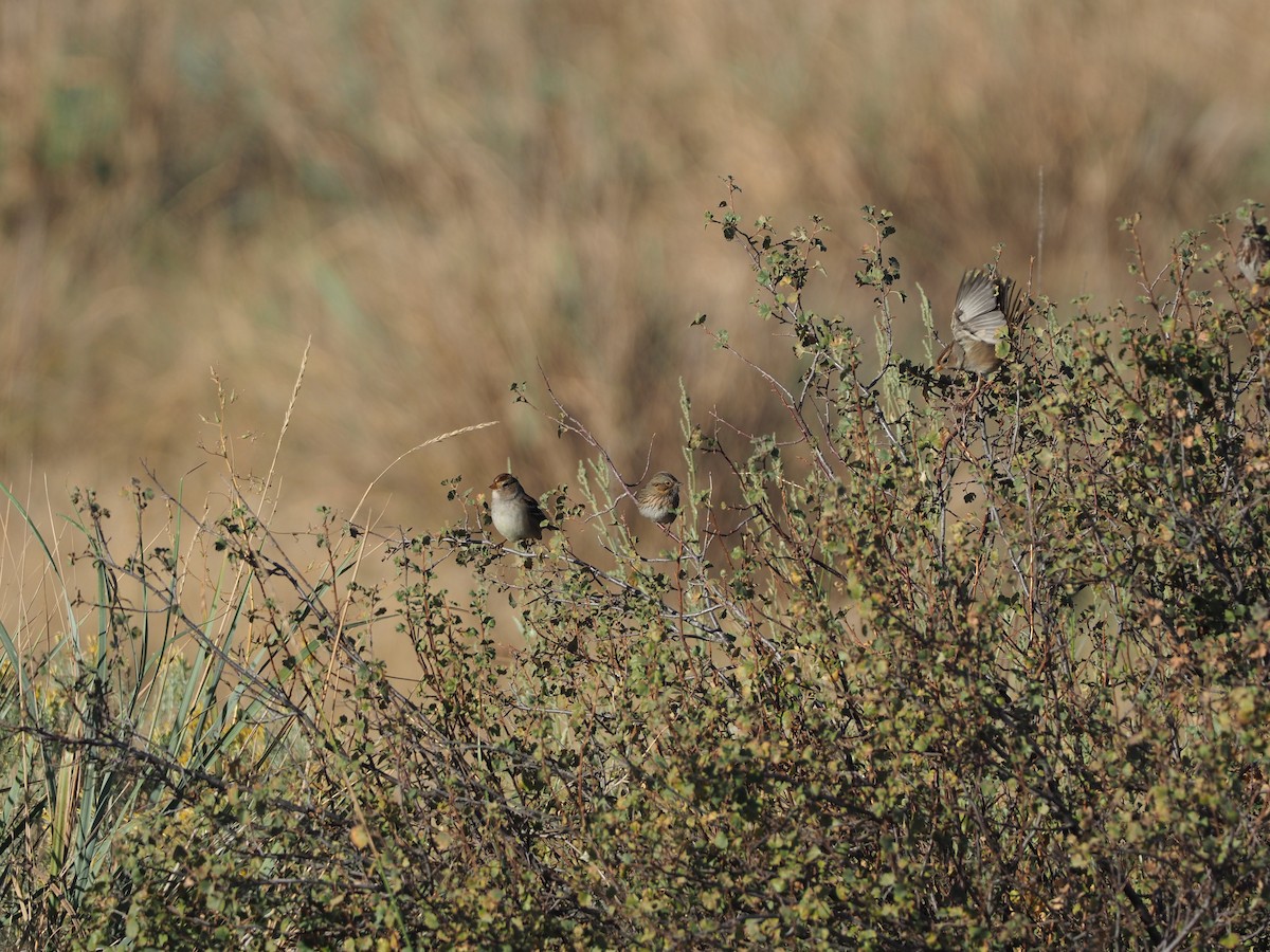 White-crowned Sparrow (Gambel's) - ML269193321