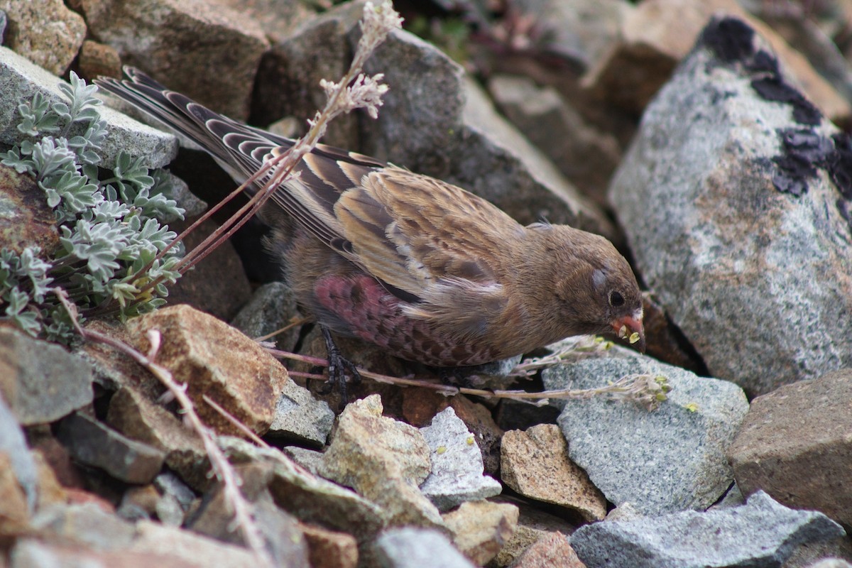 Gray-crowned Rosy-Finch - ML269196281