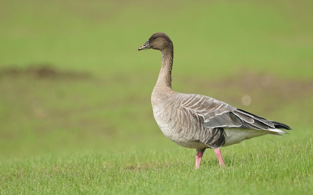Pink-footed Goose - Marcel Gil Velasco
