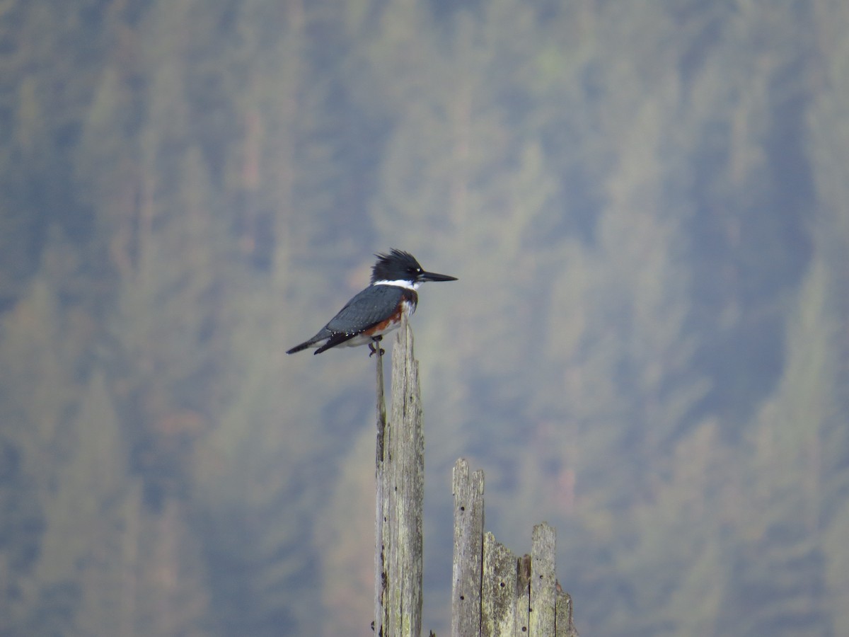 Belted Kingfisher - Chris Dale