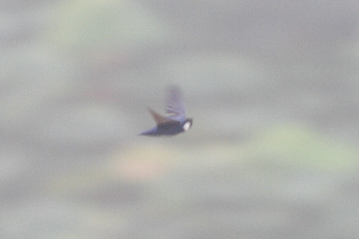 White-throated Blue Swallow - ML269209021