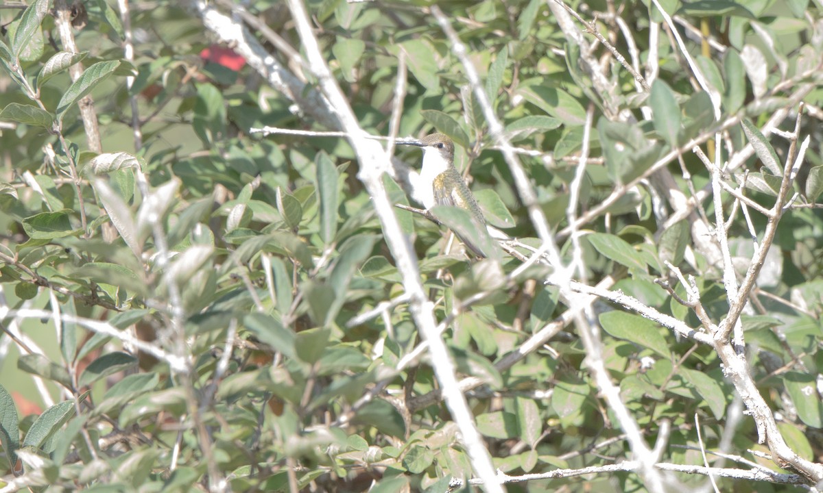 Ruby-throated Hummingbird - ML269209061