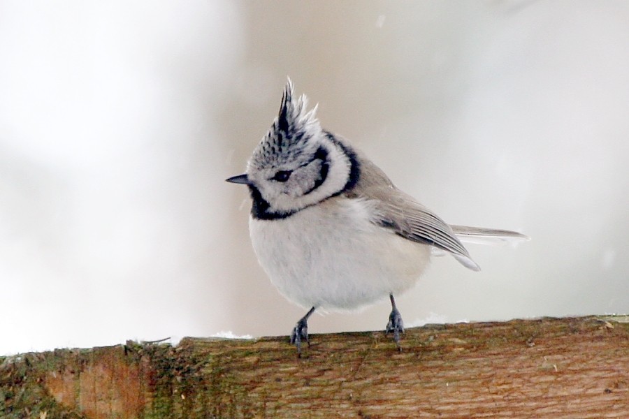 Crested Tit - ML269210161