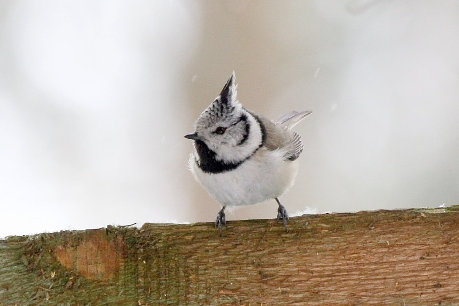 Crested Tit - ML269210201