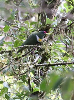 White-breasted Fruit-Dove - ML269211231