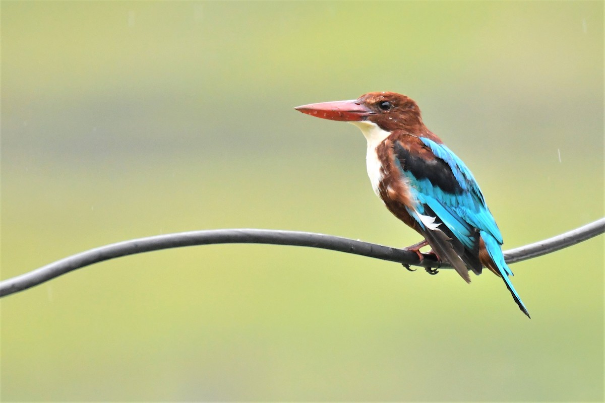 White-throated Kingfisher - Ian Hearn
