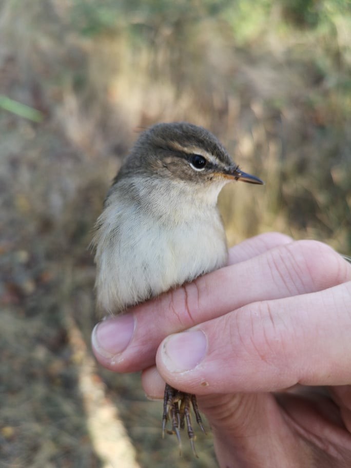 ML269212401 - Dusky Warbler - Macaulay Library