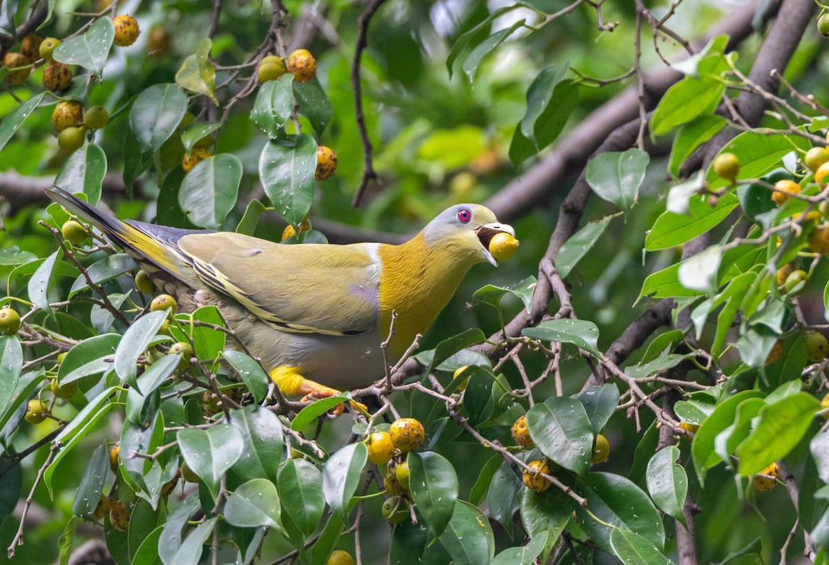 Yellow-footed Green-Pigeon - ML269212431