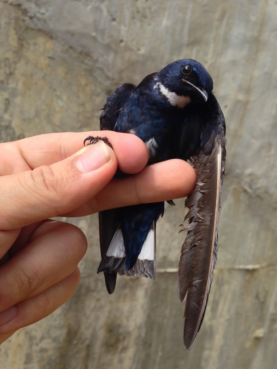 White-throated Blue Swallow - Oscar Johnson