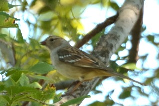 White-crowned Sparrow - ML269217691