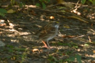 White-throated Sparrow - Alan Seelye-James