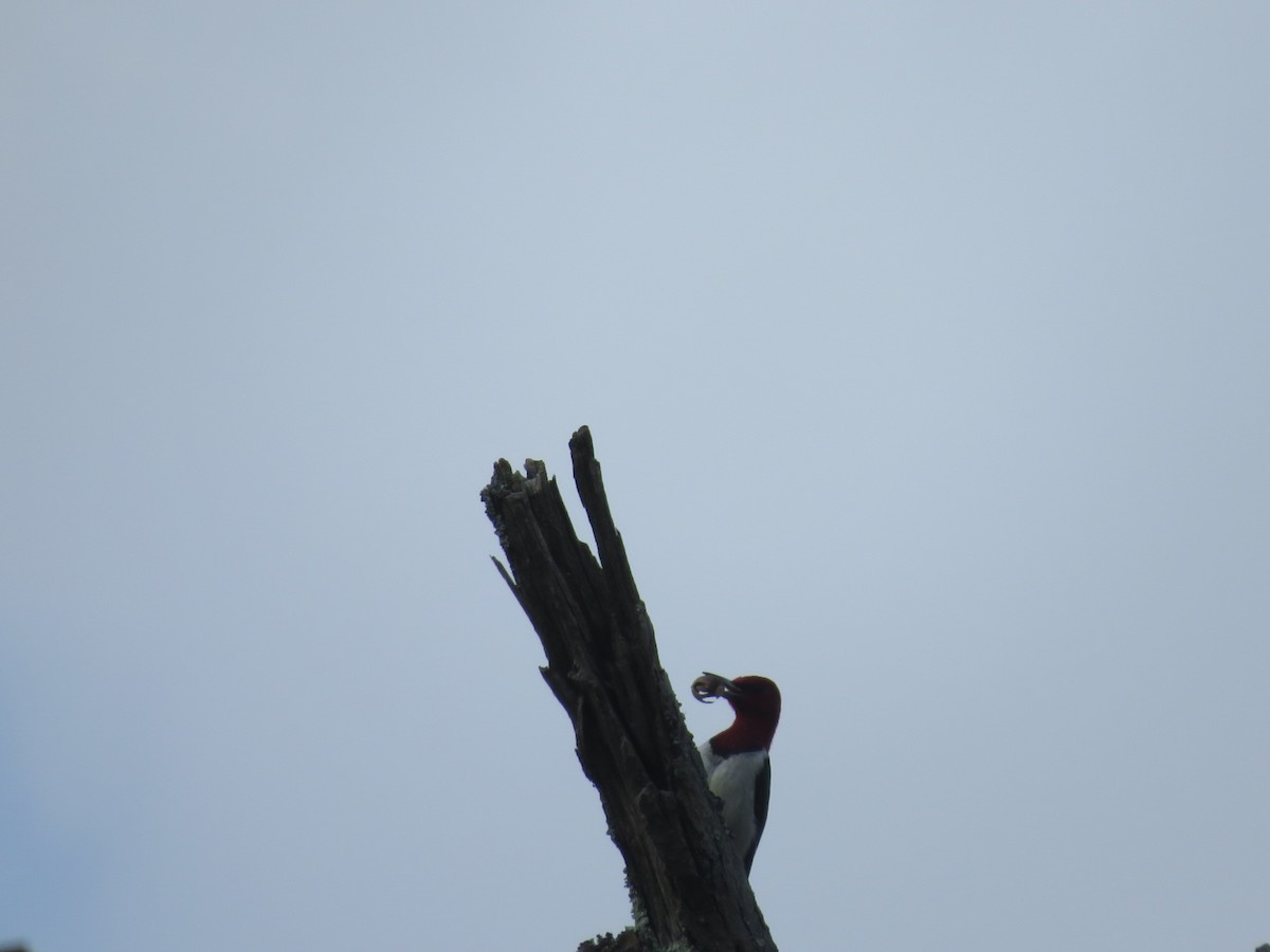 Red-headed Woodpecker - ML269218191