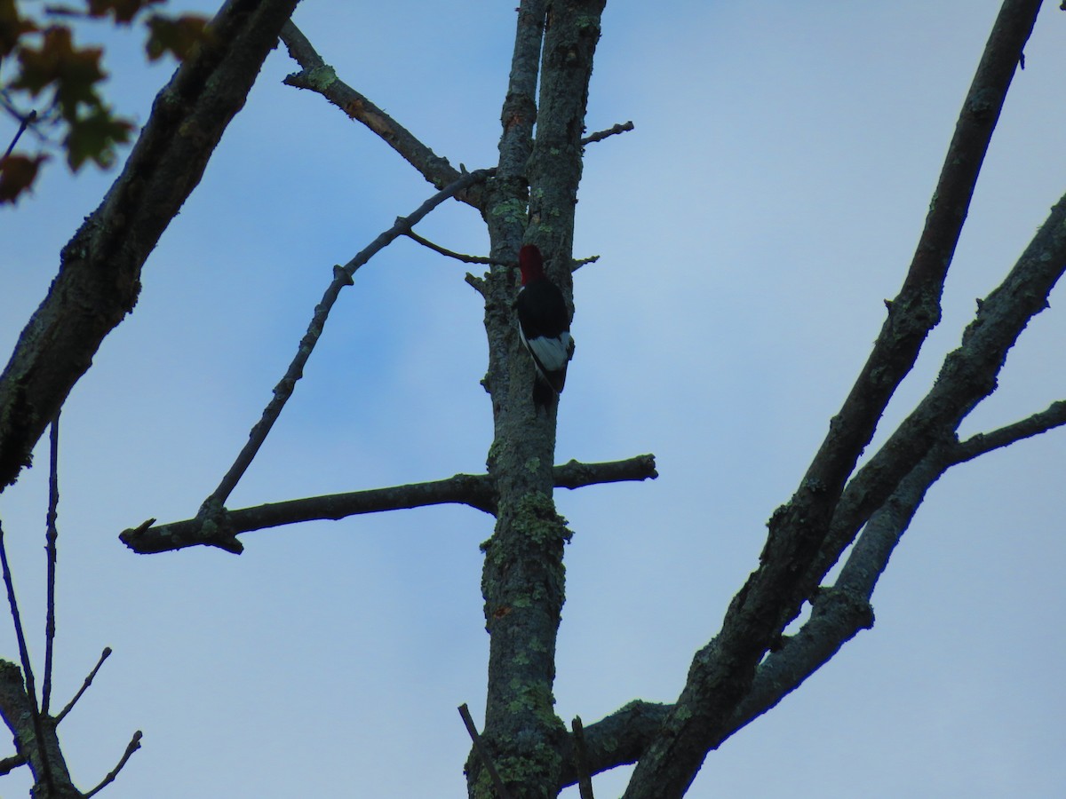 Red-headed Woodpecker - ML269218211