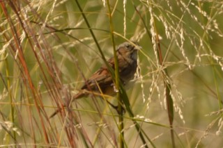 Swamp Sparrow - ML269218501