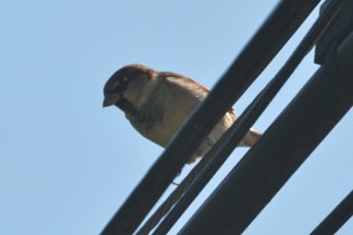 House Sparrow - ML269220001