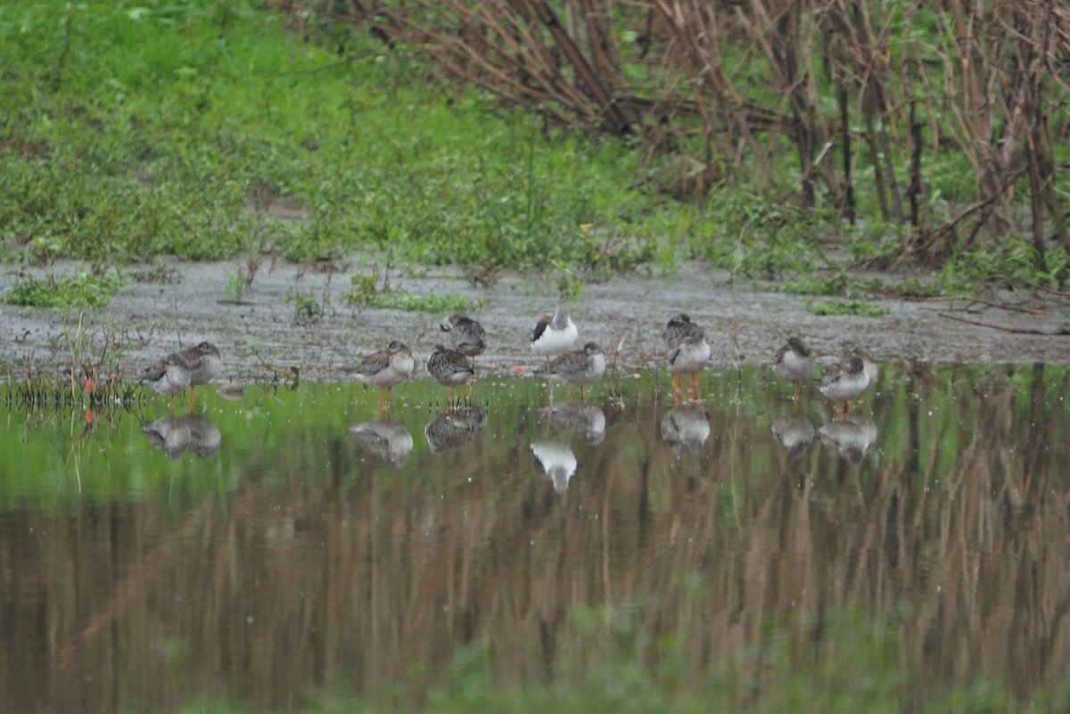 Spotted Redshank - ML269222511