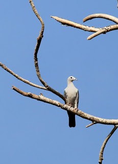Island Imperial-Pigeon - ML269226231