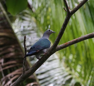 Island Imperial-Pigeon - ML269226481